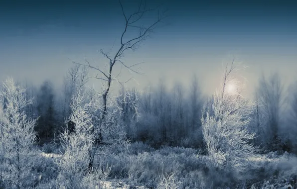 Winter, frost, forest, landscape, night