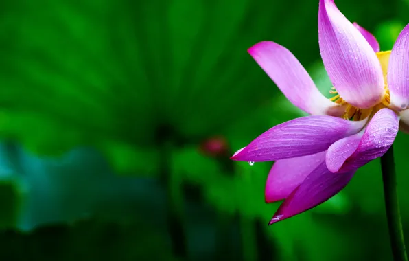 Picture leaves, drops, flowers, green, background, petals, Lotus, buds