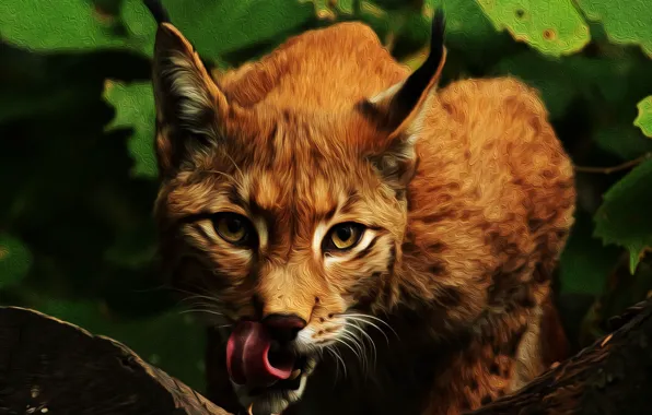 Language, face, Lynx