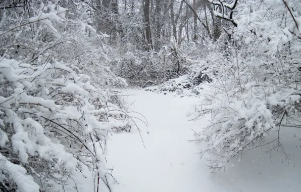 Picture frost, snow, forest, snow, winter, nature, frost, Nature