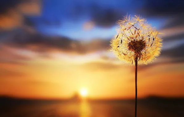 Sunset, dandelion, blurred background