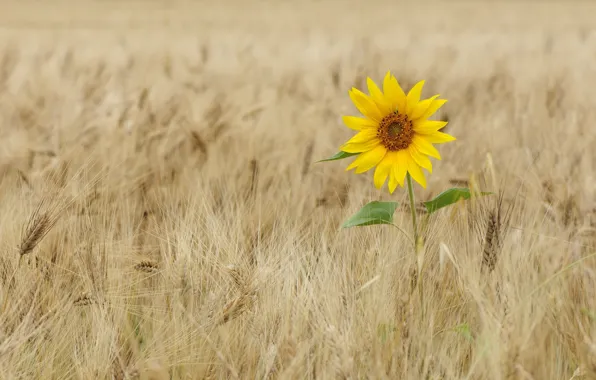 Picture field, sunflower, ears