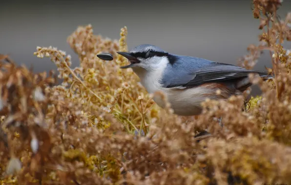 Autumn, birds, nature, nuthatch