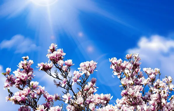 Picture the sun, spring, petals, flowering, Magnolia