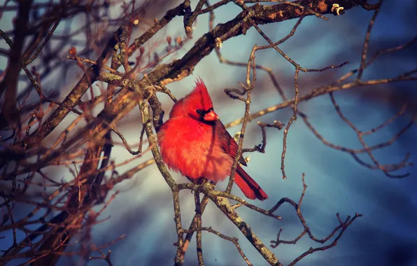 Autumn, bird, branch, red, bird, winter, cardinal, wildlife