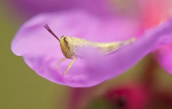 Flower, petals, insect, grasshopper