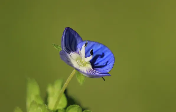 Flower, blue, background, Veronica