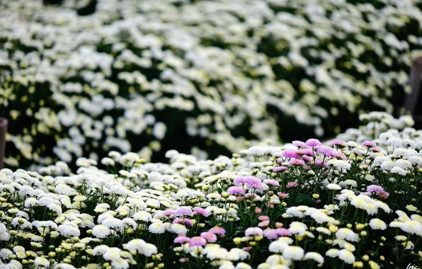 Flowers, chrysanthemum, a lot, plantation