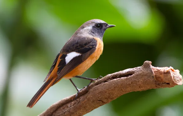 Greens, macro, branches, bird