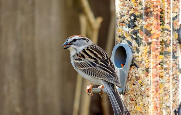 Picture bird, grain, Sparrow, seeds, feeder