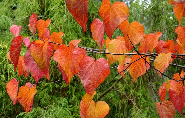 Autumn, leaves, macro, branches