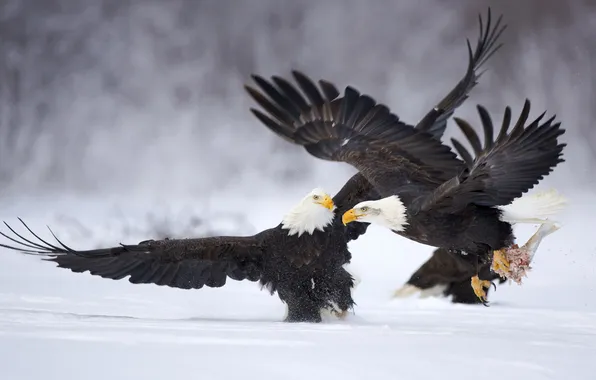 Animals, snow, birds, fish, the eagles