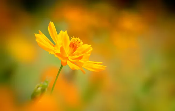 Flower, background, blur, yellow, kosmeya
