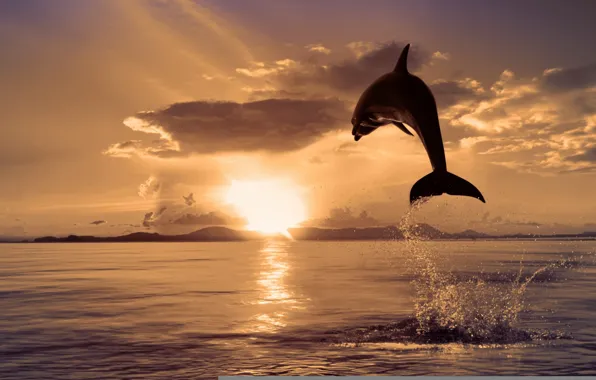 Picture sea, nature, Dolphin, jump, color