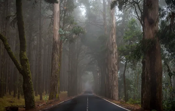 Picture road, forest, fog