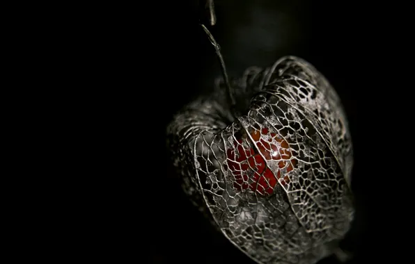 Picture berry, skeleton, physalis