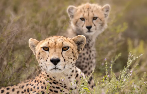 Picture look, Cheetah, cub, wild cat