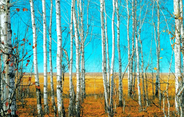 Autumn, forest, the sky, trees, meadow, birch, falling leaves