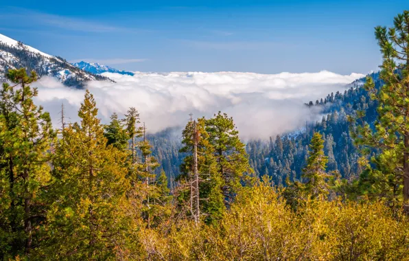 Picture forest, clouds, trees, mountains, USA, Kings Canyon National Park