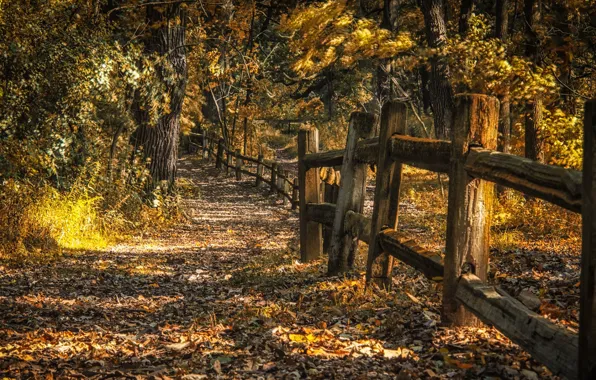 Autumn, landscape, nature, the fence, yellow leaves