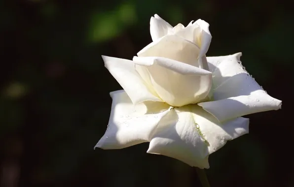 Picture white, drops, light, flowers, the dark background, one, roses, petals