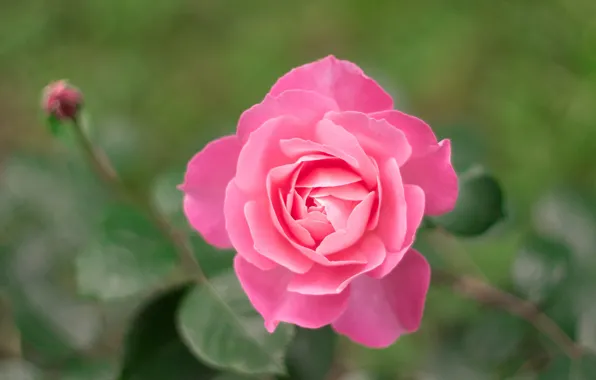 Picture flower, rose, petals