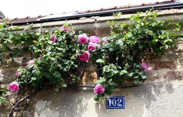 House, wall, roses, room
