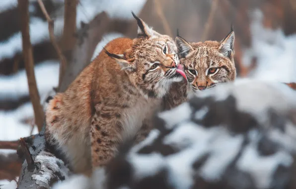 Picture winter, language, look, face, snow, trees, branches, pose