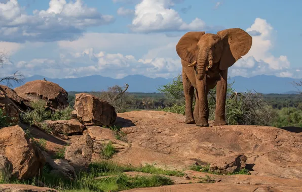The sky, clouds, branches, nature, blue, stones, rocks, elephant