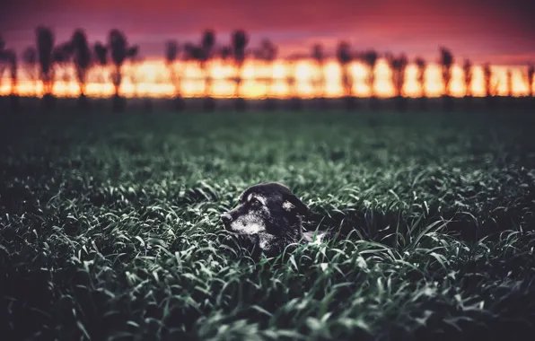 Picture field, nature, dog