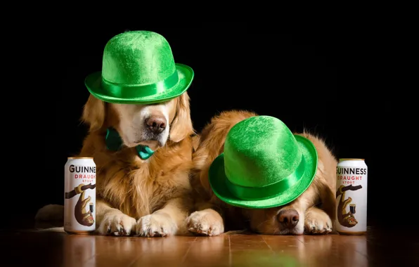 Picture dogs, pair, hats