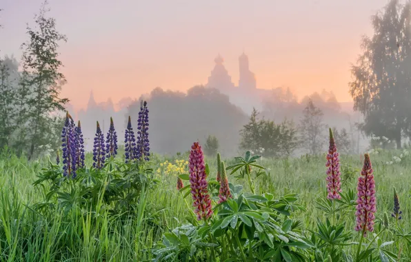 Fog, morning, Church, lupins