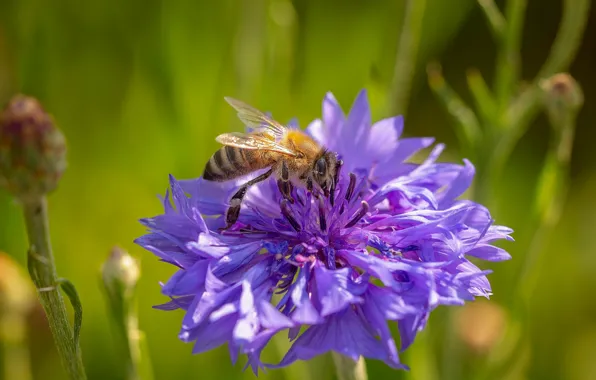 Flower, macro, bee, cornflower