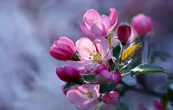 Picture macro, branch, Apple, flowering, flowers
