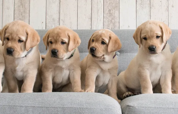 Picture dogs, sofa, puppies, Golden Retriever, Golden Retriever