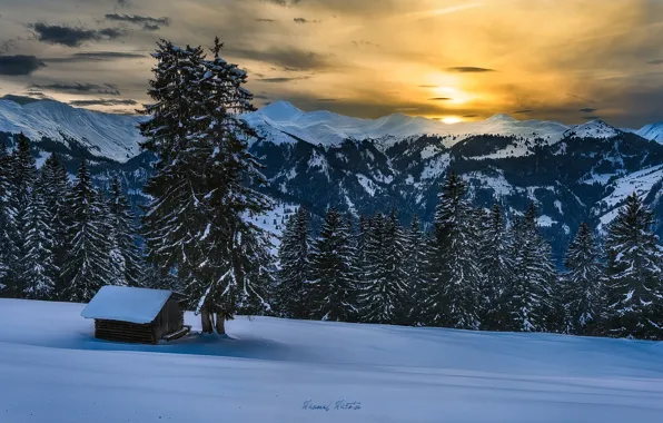 Winter, forest, snow, mountains, Alps