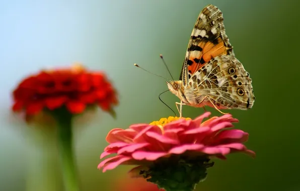 Flower, butterfly, wings, moth