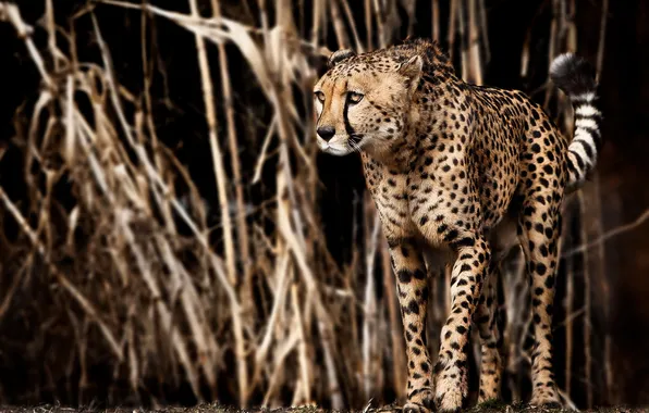 Picture predator, Cheetah, Africa, Acinonyx jubatus, big cat