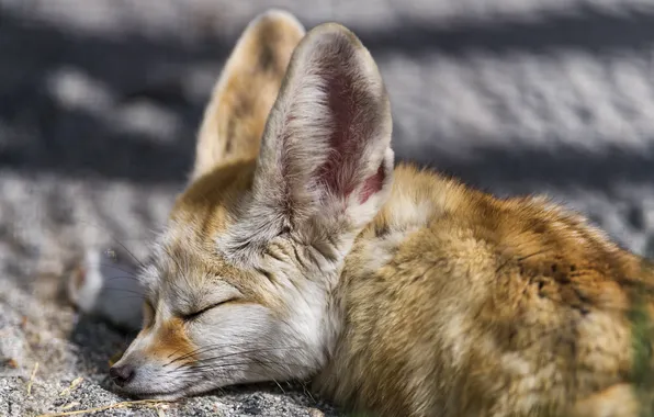 Picture face, stay, sleep, Fox, profile, Fox, Fenech, ©Tambako The Jaguar