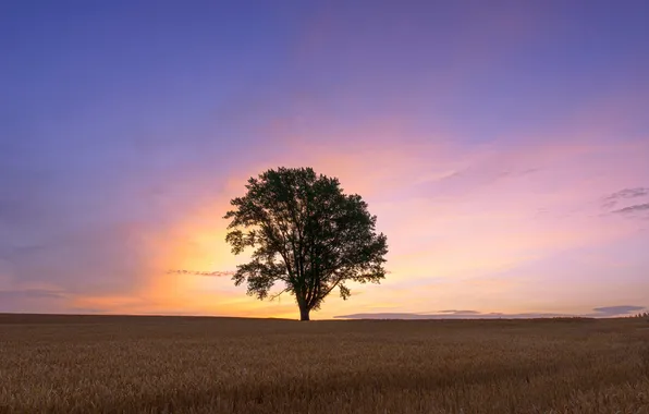 Picture field, tree, dawn, morning