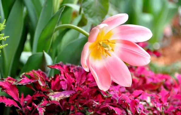 Pink, Tulip, petals