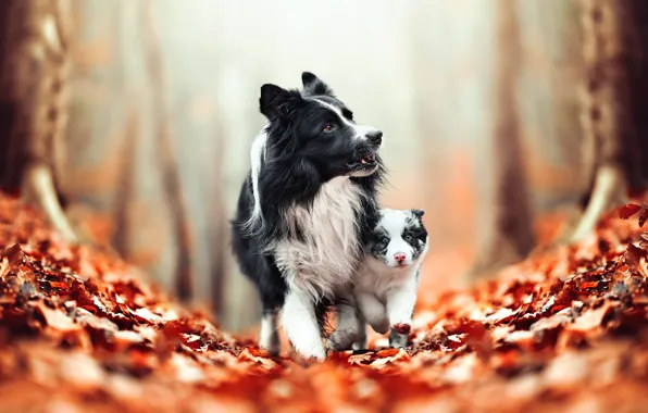 Autumn, dogs, leaves, puppy, bokeh, The border collie