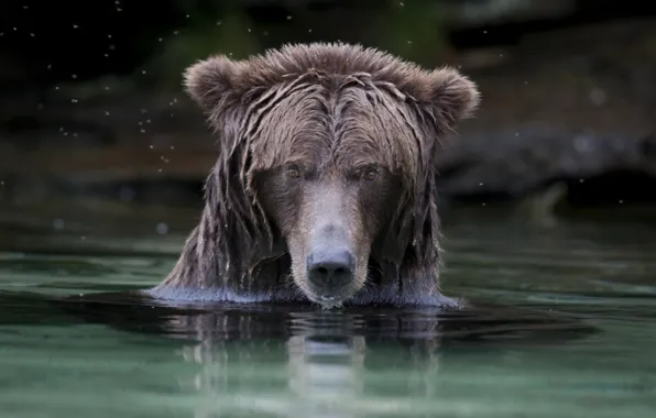 Picture bear, animal, wildlife, brown bear