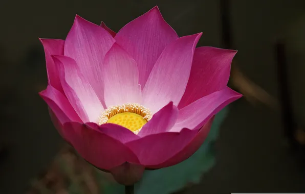 Flower, background, pink, Lotus