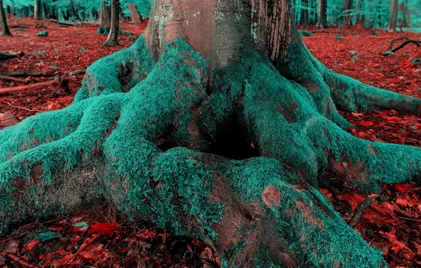 Autumn, forest, roots, tree, moss, trunk