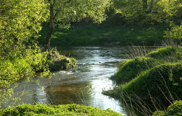 Picture greens, summer, grass, trees, river, Germany, Bayern, Regenstauf