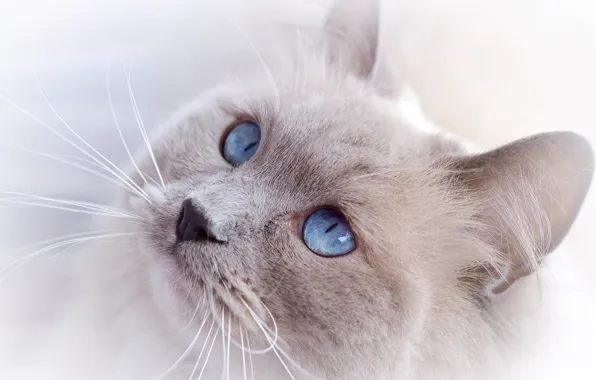 Cat, cat, look, face, blue eyes