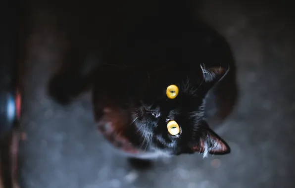 Picture eyes, cat, animal, black, yellow, wool