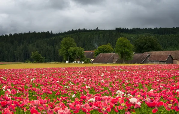 Forest, summer, clouds, flowers, Maki, meadow, space, red