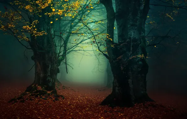 Picture autumn, forest, fog
